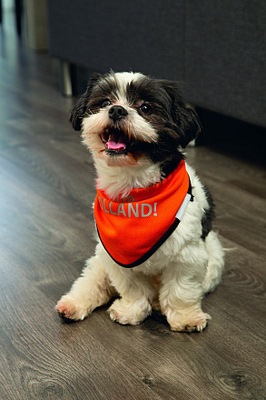 Beeztees Hup Holland bandana oranje