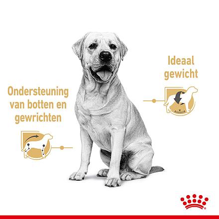 Royal Canin hondenvoer Labrador Adult 10 x 140 gr