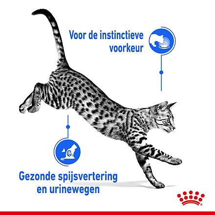 Royal Canin kattenvoer Indoor in Jelly 12 x 85 gr